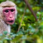 Ella: Transfer to Hikkaduwa & Yala Safari Tour - What We Think About the Value