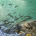 Erawan Waterfall and Elephant care from Bangkok -Private Tour - Who Is This Tour Best For?