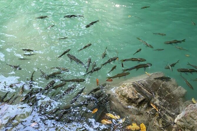 Erawan Waterfall and Elephant care from Bangkok -Private Tour - Who Is This Tour Best For?
