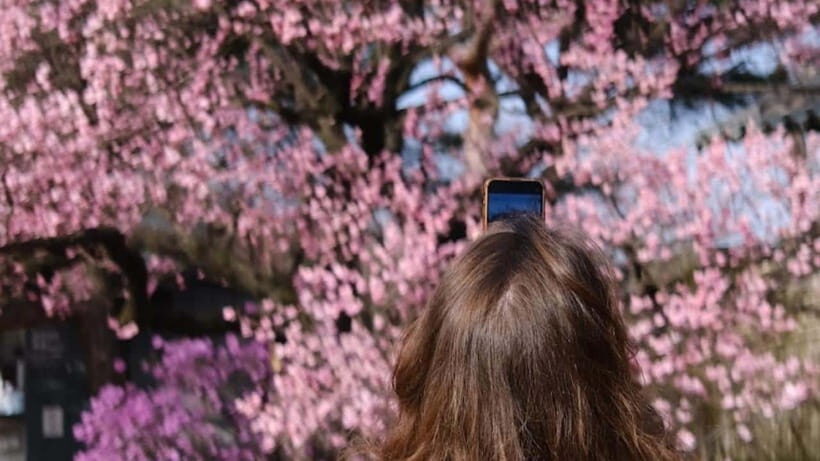 Essential Seoul: Hanbok, Hanok & Handmade Noodles - The Practicalities: How It Works and What to Know