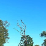 Everything in Udawalawe (Safari, Accommodation with Half Board) - Additional Benefits: Accommodation with Half Board