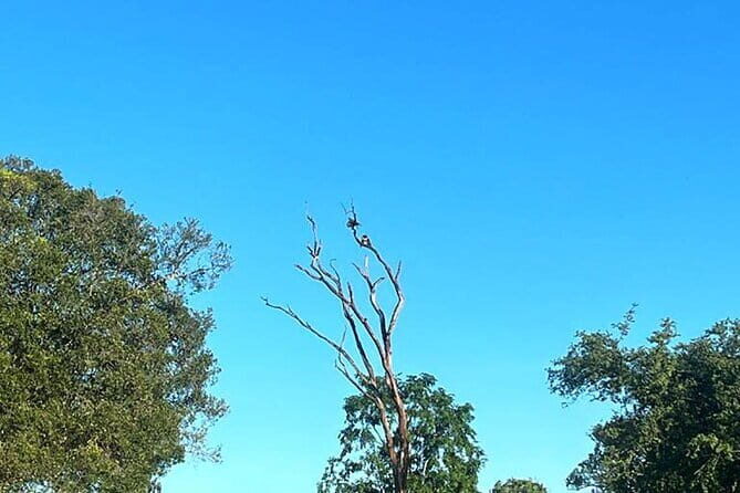 Everything in Udawalawe (Safari, Accommodation with Half Board) - Additional Benefits: Accommodation with Half Board