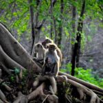 Exclusive 3-Hour Private Jeep Safari at Udawalawe National Park - Final Thoughts: Is This Safari the Right Choice?