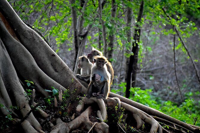 Exclusive 3-Hour Private Jeep Safari at Udawalawe National Park - Final Thoughts: Is This Safari the Right Choice?