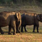 Exclusive Periyar Wildlife Sanctuary Tour(02 Nights/03 Days) - The Value of the Experience