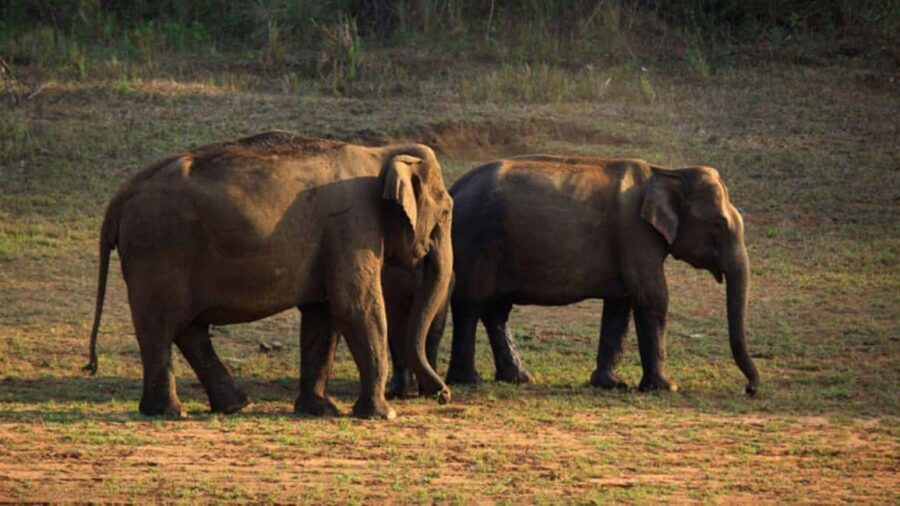 Exclusive Periyar Wildlife Sanctuary Tour(02 Nights/03 Days) - The Value of the Experience