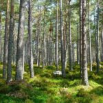 Exotic Manali Package - Day 2: Exploring Manalis Highlights