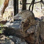 Explore Bangalores Wild Side  A Memorable Bannerghatta Safari! - Real Travelers’ Perspectives