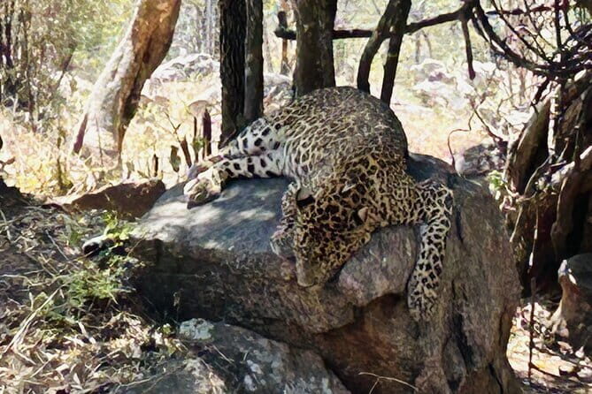 Explore Bangalores Wild Side  A Memorable Bannerghatta Safari! - Real Travelers’ Perspectives