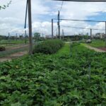 Explore Hoi An ancient town and local villages with a local guide - Exploring the Itinerary in Detail