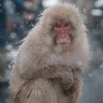 F: Tokyo:Nagano snow monkey/Zenko Ji temple private day tour - Jigokudani Snow Monkey Park: The Highlight