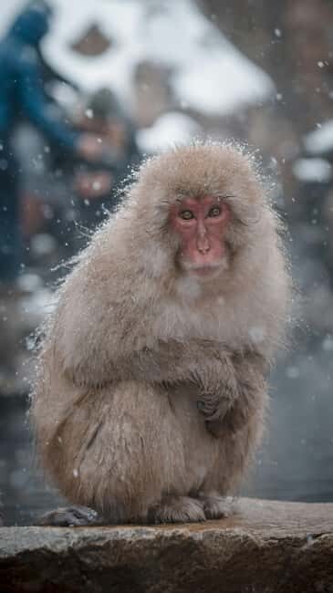 F: Tokyo:Nagano snow monkey/Zenko Ji temple private day tour - Jigokudani Snow Monkey Park: The Highlight