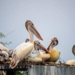 Fatehpur, Bird Sanctuary, Chand Baori Jaipur Drop From Agra - Is This Tour Worth It?