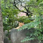 Finding Local Cats and Hidden Alleys of Nagasaki Walking Tour - Included and Not Included: What You Get