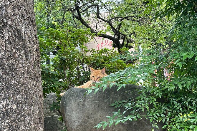 Finding Local Cats and Hidden Alleys of Nagasaki Walking Tour - Included and Not Included: What You Get