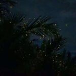 Fireflies & Silver leaf monkey Gazing tour - Practical Details That Matter