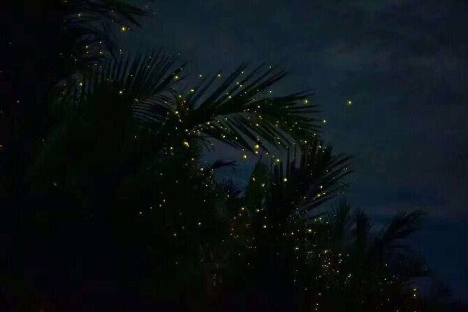 Fireflies & Silver leaf monkey Gazing tour - Practical Details That Matter