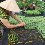 Floating Market, Cacao Farm and Mekong' Tour from Can Tho - Who Will Love This Tour?