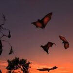 Flying Fox Island Sunset Cruise Private Boat Charter Labuan Bajo - The Sum Up