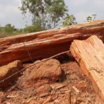 Fossil Walk  Unearthing Ancient Secrets near Pondicherry - Final Thoughts