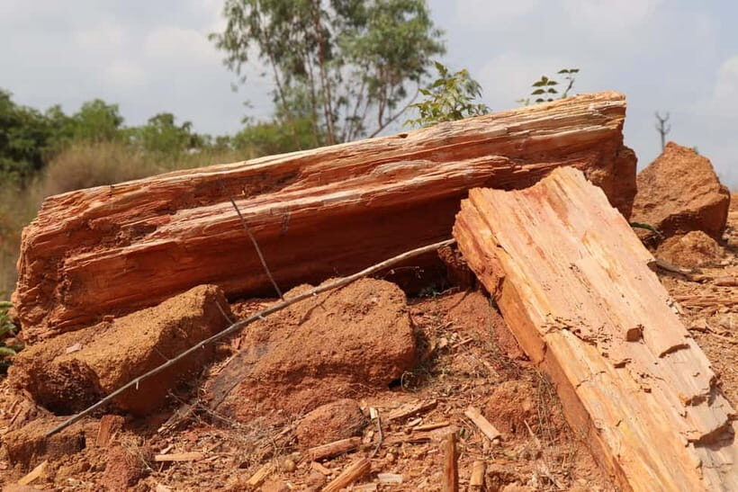 Fossil Walk  Unearthing Ancient Secrets near Pondicherry - Final Thoughts