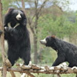 From Agra: SOS Elephant Conservation & Bear Rescue Day Trip - What Travellers Say: Highlights and Critiques