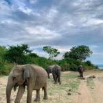 From Anuradhapura: Wilpattu National park Safari - The Logistics: What Makes This Tour Stand Out?