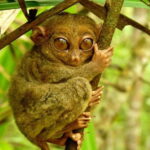 From Cebu: Bohol Countryside Tour Day Trip with Buffet Lunch - In-Depth Look at the Itinerary