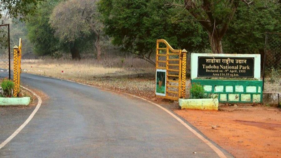 From Chandrapur: 2-Day Tadoba National Park Safari Tour - What Makes the Tour Value-Driven