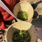 From Chengdu: Tea Garden, Bamboo Weaving & Ancient Town Tour - Practical Details That Matter