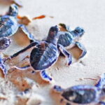 From Colombo to Galle Fort and Unawatuna Beach Day Trip - The Value of This Tour