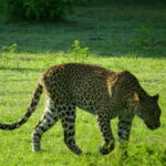 From Colombo: Yala National Park Private Jeep Safari - What the Tour Includes and What to Keep in Mind