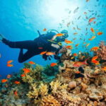 From Da Nang/Hoi An: Cham Islands Tour with Snorkeling - The Pros and Cons