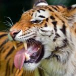 From Delhi: 3-Day Ranthambore Tiger Safari Tours India - Exploring Ranthambore: The Itinerary in Detail