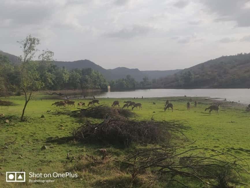 From Delhi: 3-Days Jaipur & Ranthambore Wildlife Safari Tour - What Makes This Tour Stand Out?