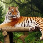 From Delhi 3 Days Tour of Ranthambore Tiger safari - Detailed Breakdown of the 3-Day Itinerary