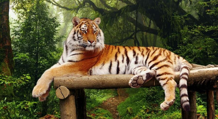 From Delhi 3 Days Tour of Ranthambore Tiger safari - Detailed Breakdown of the 3-Day Itinerary