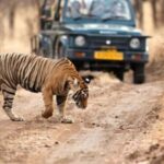 From Delhi: 4-Day Golden Triangle & Ranthambore Guided Tour - Transportation and Group Experience