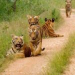 From Delhi: 4-Day Golden Triangle & Ranthambore Tiger Safari - What Makes This Tour Valuable?