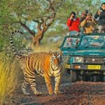 From Delhi: 4-Day Golden Triangle & Ranthambore Tiger Safari - The Value for Money
