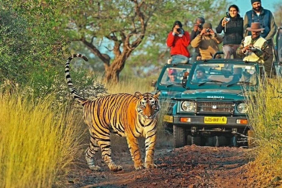 From Delhi: 4-Day Golden Triangle & Ranthambore Tiger Safari - The Value for Money