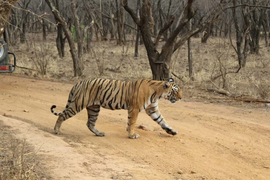 From Delhi: 4-Day Golden Triangle & Ranthambore Tiger Safari - Wildlife Safari: Realities and Expectations