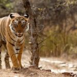 From Delhi: 4-Day Golden Triangle Tour & Ranthambore Safari - Who Should Book This Tour?