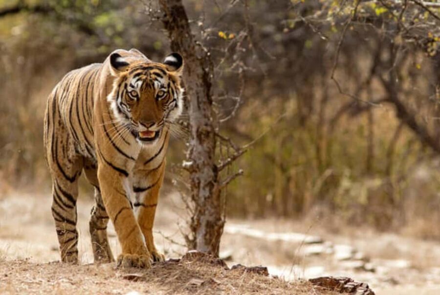 From Delhi: 4-Day Golden Triangle Tour & Ranthambore Safari - Who Should Book This Tour?
