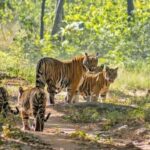 From Delhi: 4-Day Golden Triangle Tour with Ranthambore - In-Depth Breakdown of the Itinerary