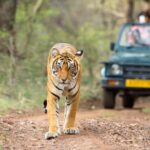 From Delhi: 4-Day Golden Triangle Tour with Tiger Safari - What Travelers Can Expect