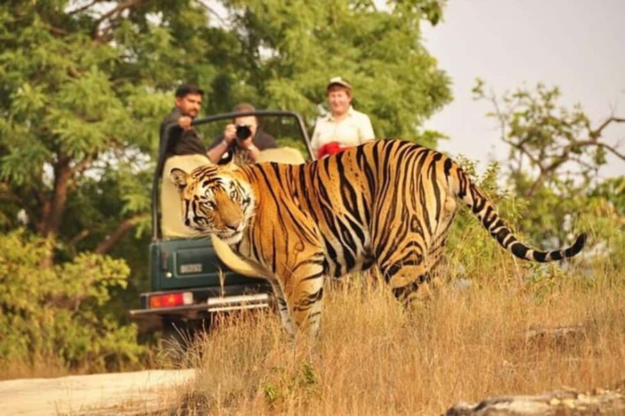 From Delhi: 4-Day Golden Triangle Tour with Tiger Safari - Detailed Breakdown of the Itinerary