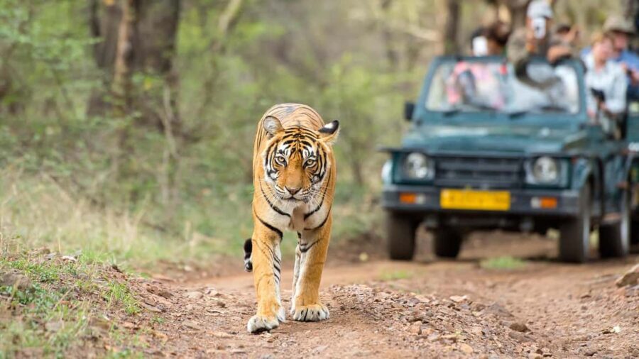 From Delhi: 4-Day Golden Triangle Tour with Tiger Safari - What Travelers Can Expect