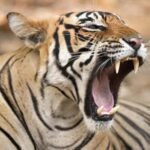 From Delhi: 4 Days Guided Tour to Agra, Ranthambore & Jaipur - Day 1: Delhi to Agra – The Capitals Classics and the Taj Mahal