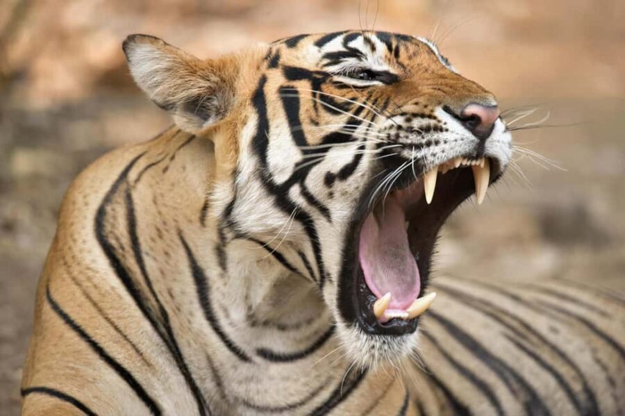 From Delhi: 4 Days Guided Tour to Agra, Ranthambore & Jaipur - Day 1: Delhi to Agra – The Capitals Classics and the Taj Mahal